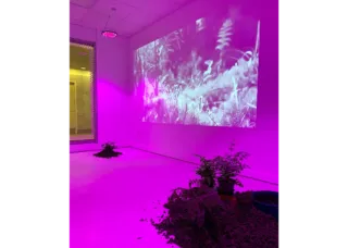 Gallery space with painting of white plants, dirt and plant on the floor, and purple walls 