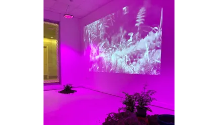 Gallery space with painting of white plants, dirt and plant on the floor, and purple walls 