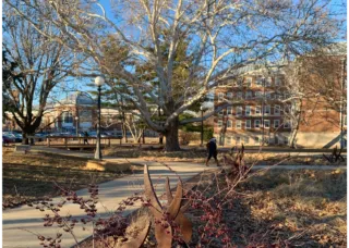 Red Oak Rain Garden