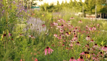 Prairie plants