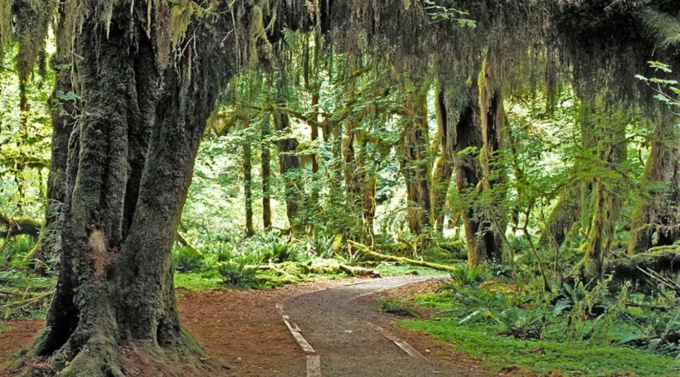 View of a path within a forest.