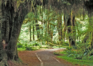 View of a path within a forest.