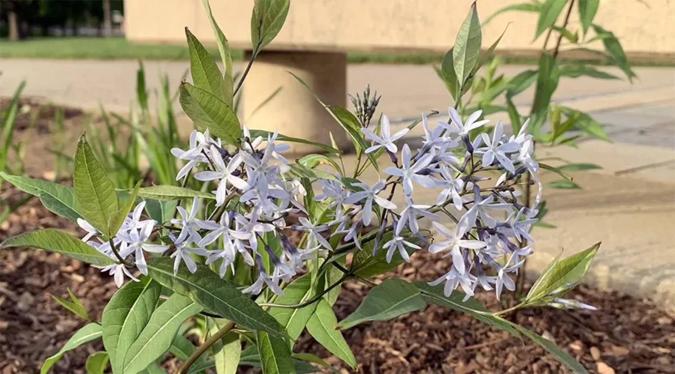 Photo of ‘Storm Cloud' Bluestar (Amsonia tabernaemontana) in bloom in the Sofia T. Soudavanh Garden