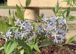 Photo of ‘Storm Cloud' Bluestar (Amsonia tabernaemontana) in bloom in the Sofia T. Soudavanh Garden