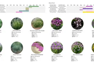 Planting palette and bloom chart