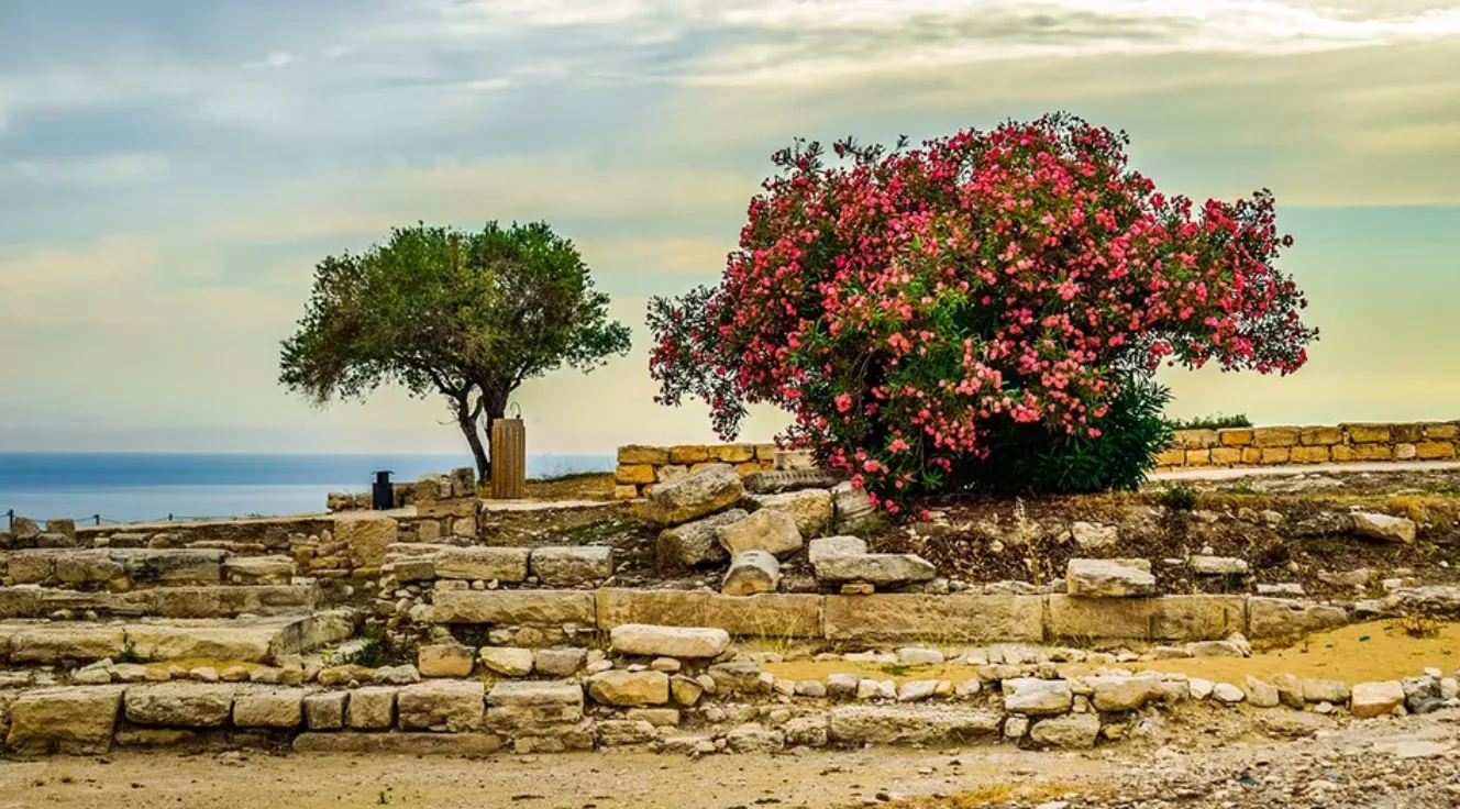 View of a rocky archaeological site with two trees