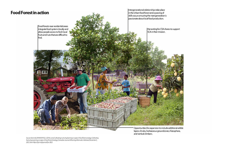 Collage view of food/forest in action in project “Growing New Industries