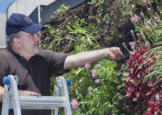 Photo of Bruce Dvorak inspecting plants on a green wall