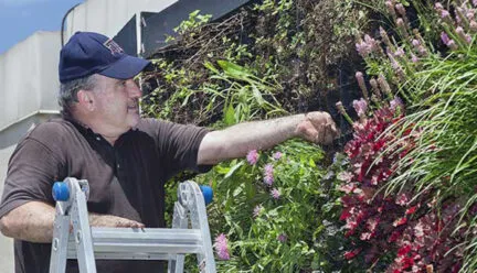 Photo of Bruce Dvorak inspecting plants on a green wall