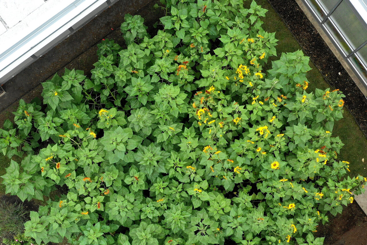 Photographic view from above of plants in Mather Celebration Garden