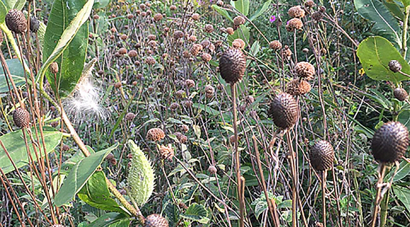 View up close of native prairie plants with a milkweed in the left foreground
