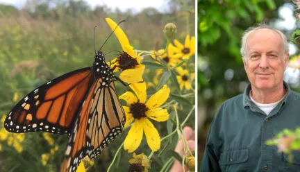 Portrait of Doug Tallamy with monarch butterfly