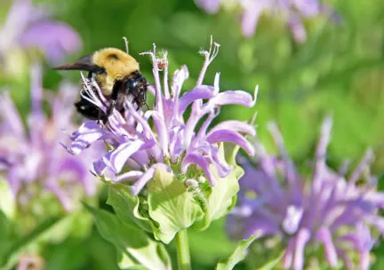 A bee on top of flowers