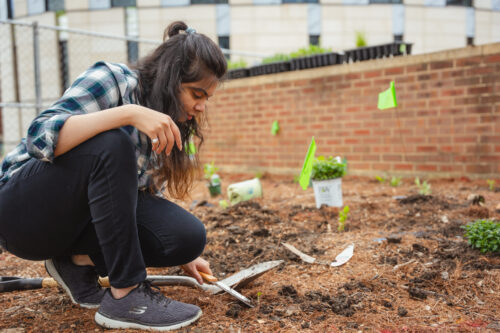 person kneeling and gardening
