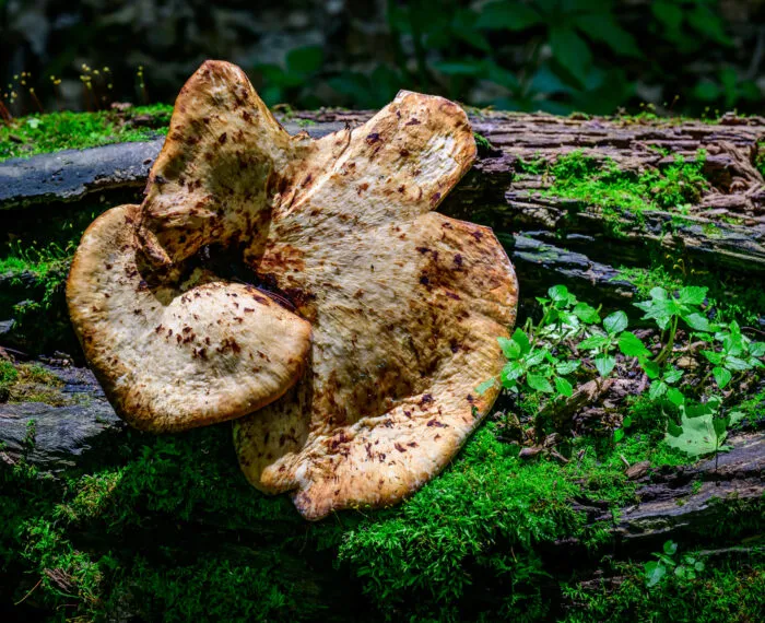 large mushroom