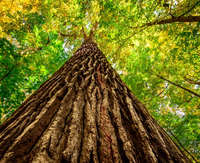large tree