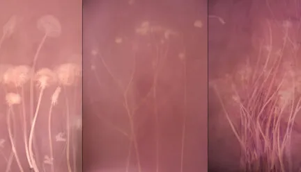 three photographs side by side of prairie plants looking like pink negatives