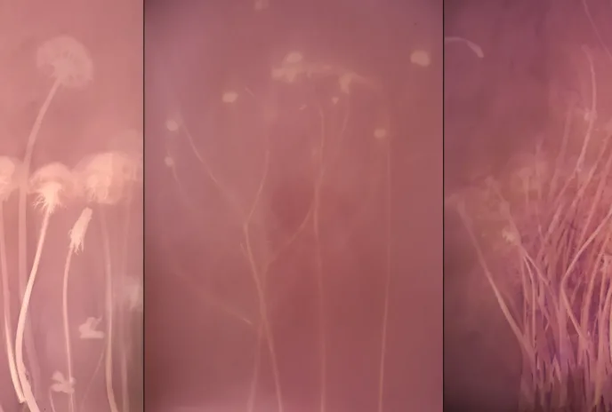 three photographs side by side of prairie plants looking like pink negatives