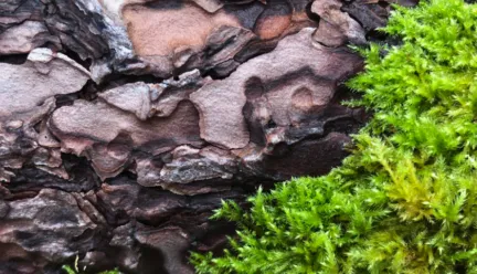 plant and rock photo