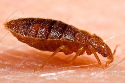 up close view of bed bug