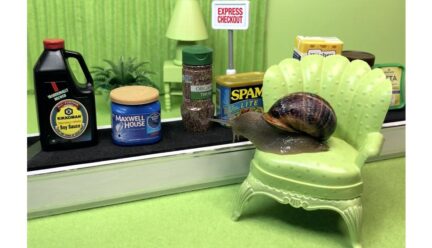 Snail on a chair looking at groceries