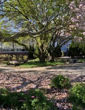 View of spring blooms in the North Garden at the Art &amp; Design Building