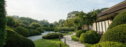 View of the Japanese garden at the Japan House with soft green forms and the tea house at the right