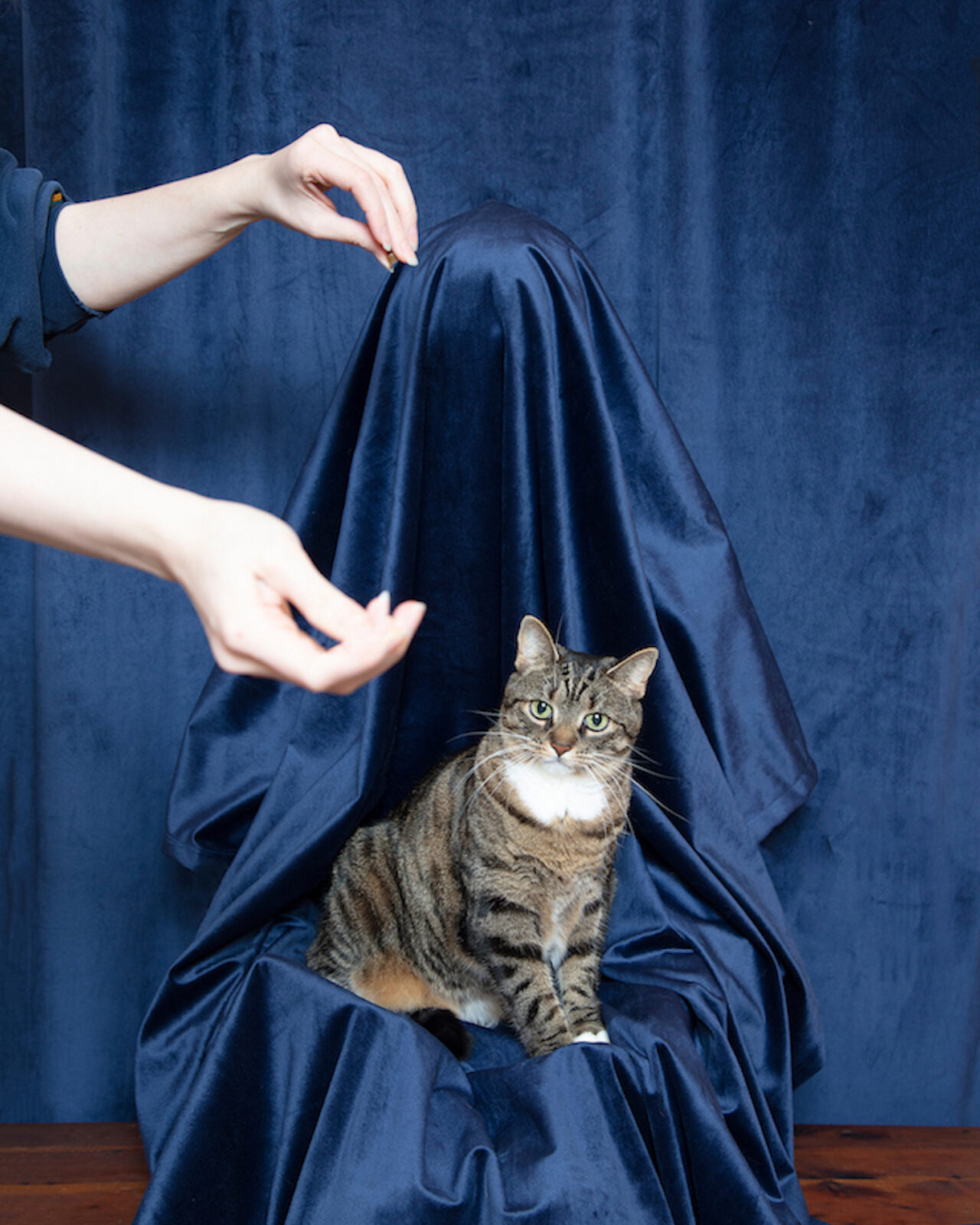 Photograph of a gray and white cat with black stripes sitting on what looks like a person covered in blue, satin fabric. Two hands enter the picture from the left as if holding something invisible.