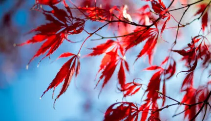 red leaves on tree branches