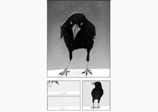 A manga page with a drawings of a crow