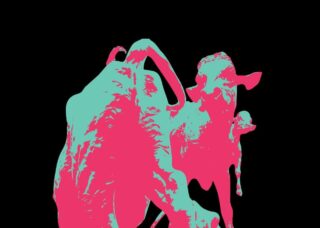 hot pink cow